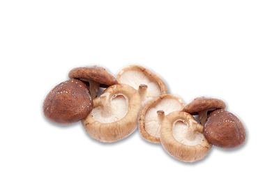 Shiitake